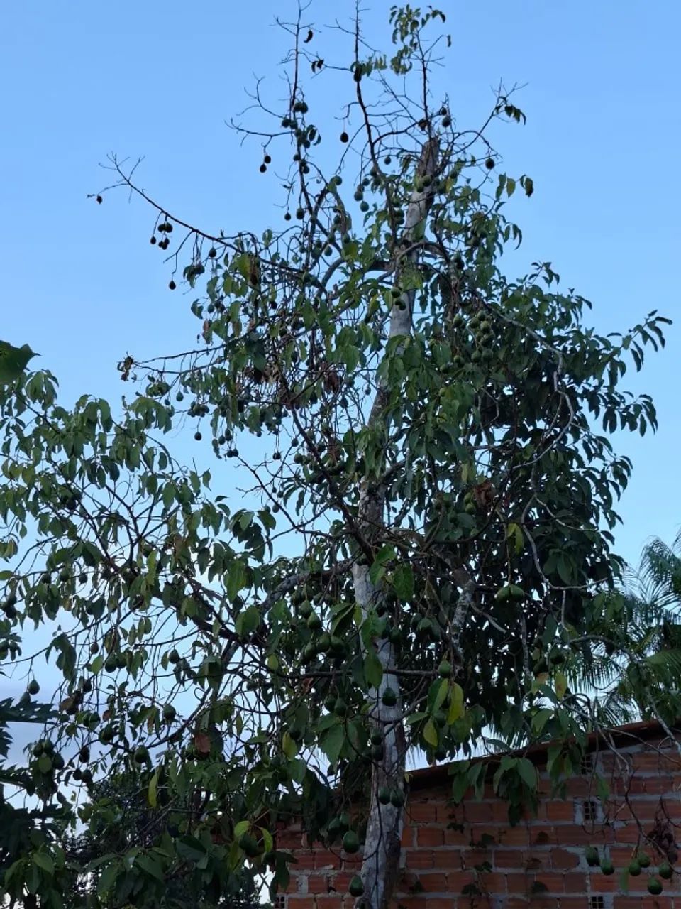 Terreno e casa a venda em Igarapé-Açu - Foto 2