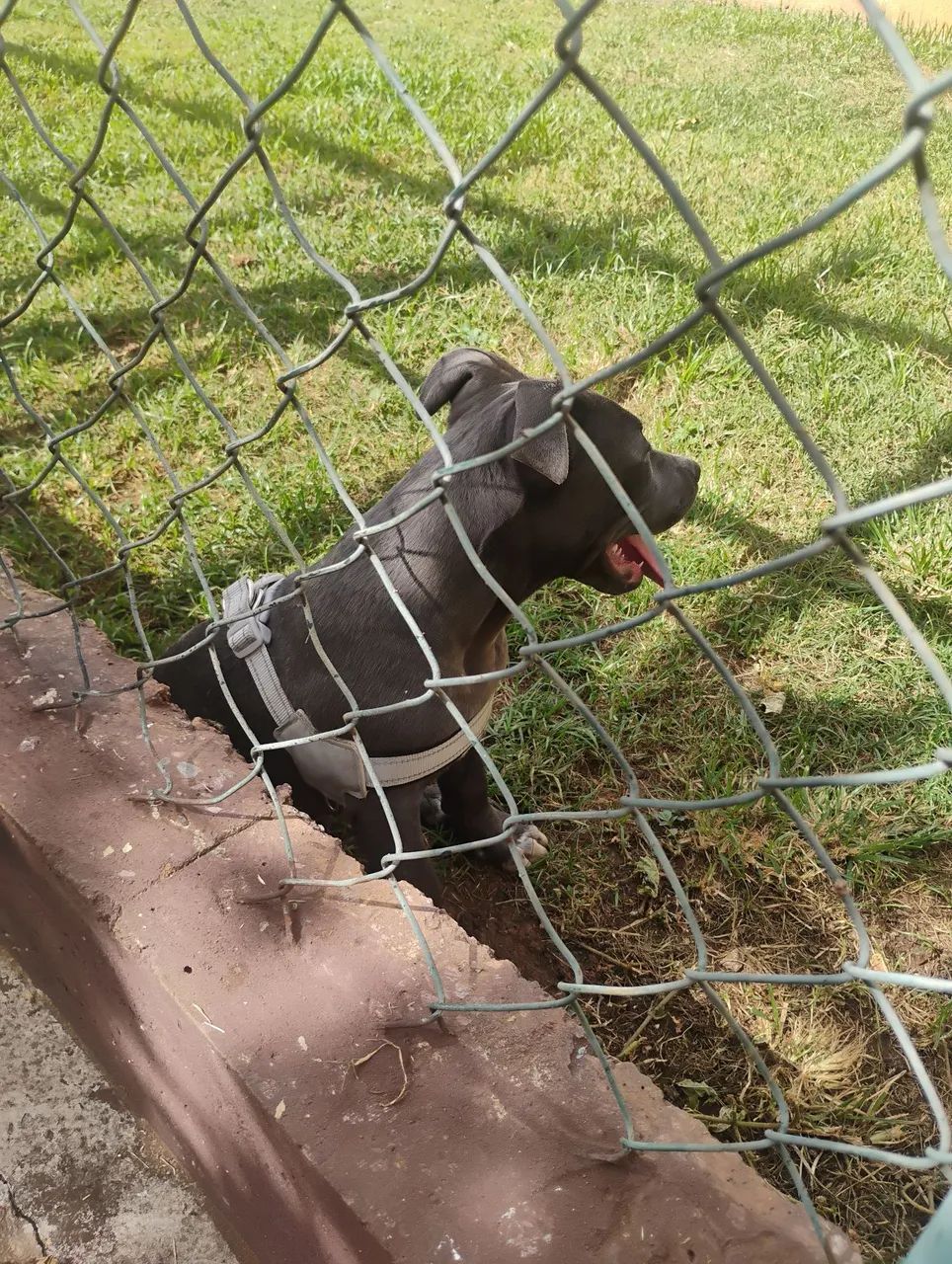 Pitbull - Foto 3