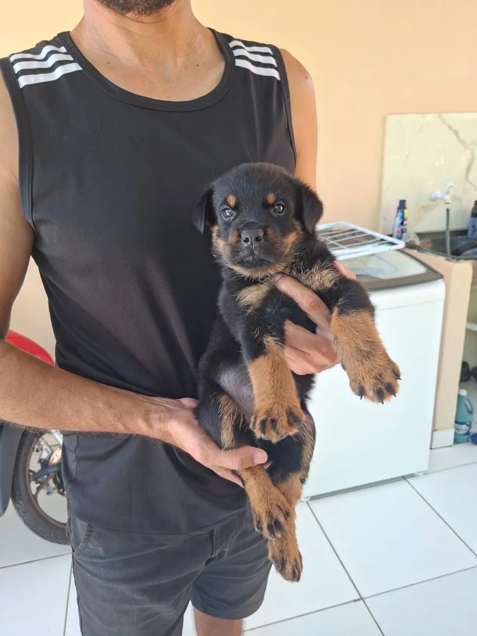 Filhote de rottweiler - Foto 4