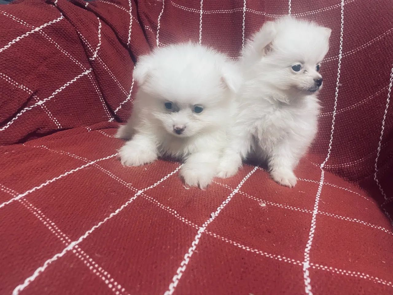 Spitz alemão - Foto 2