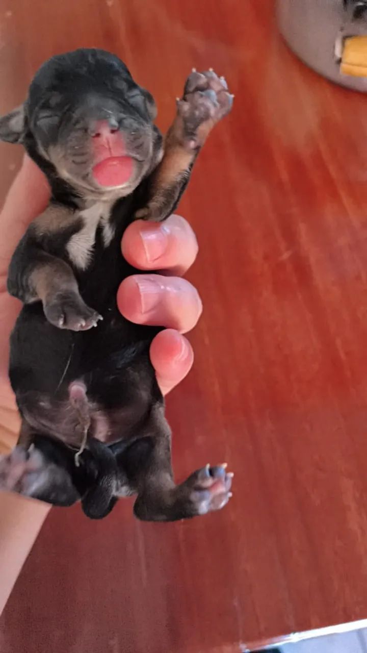 Filhote de dachshund puro - Foto 4