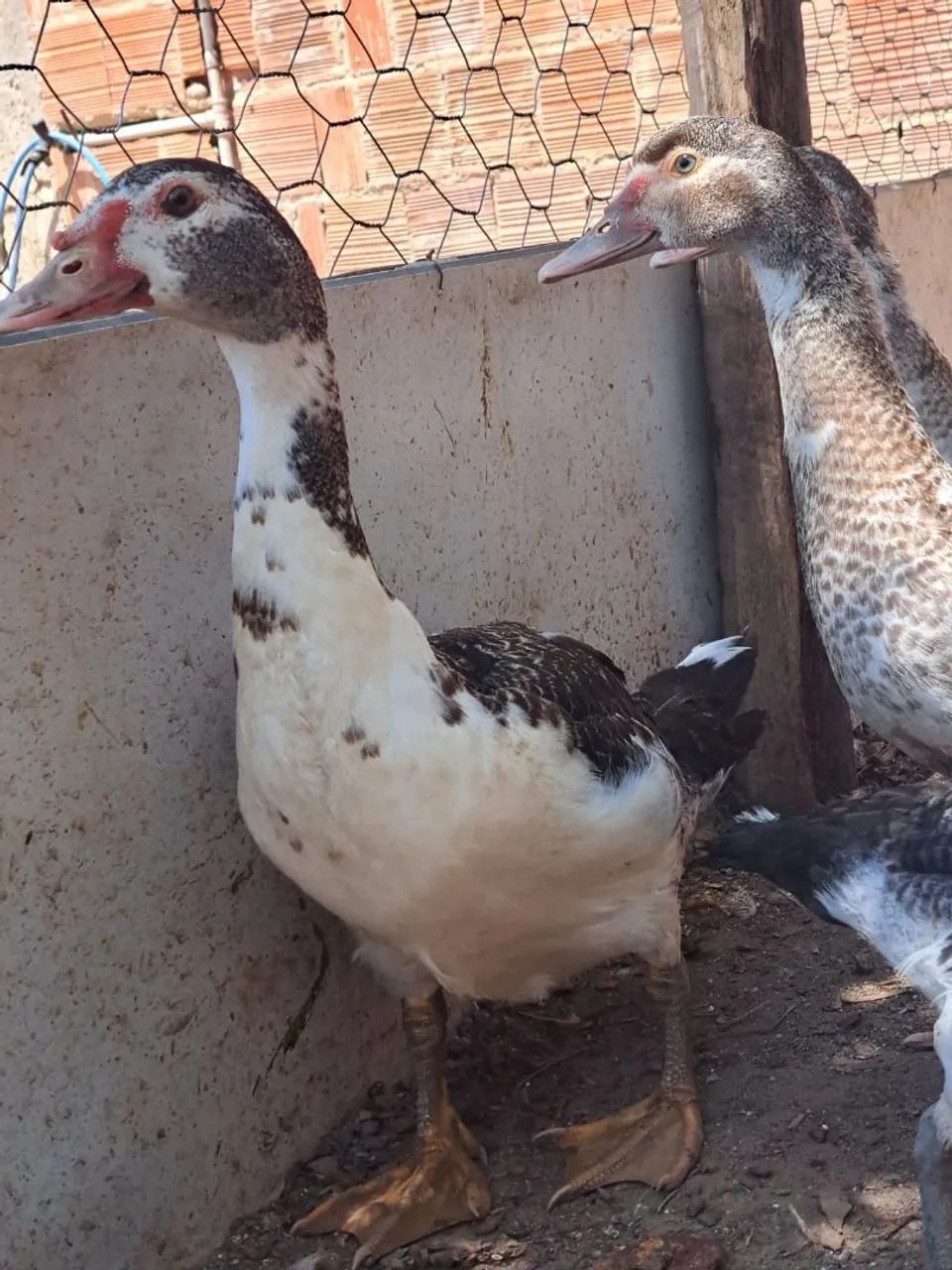 Patos pra vender logo - Foto 4