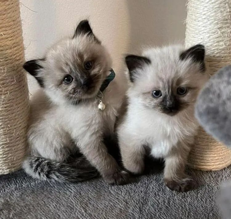 Siamês - lindos filhotes 