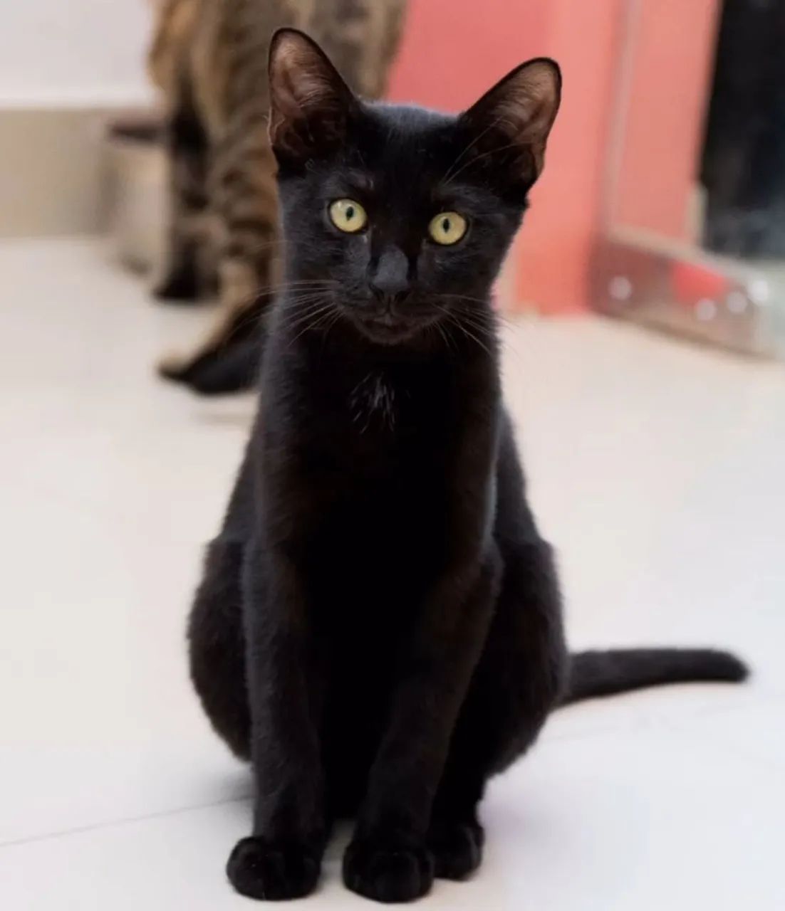 Gatinha Panterinha para Adoção Responsável  - Foto 4