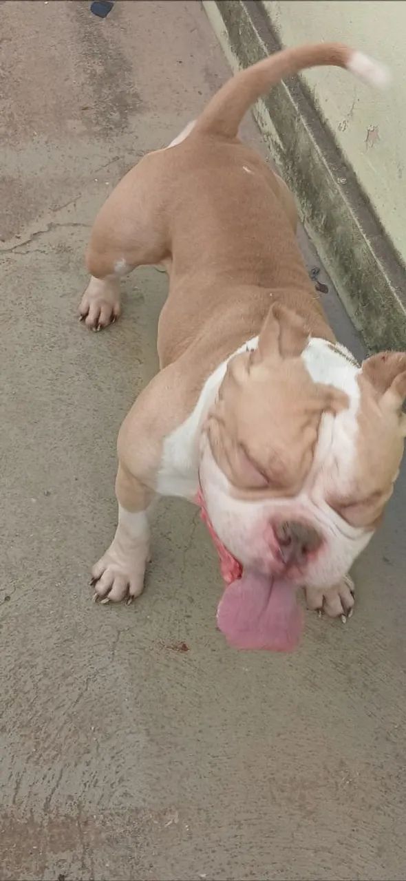 American bully (MACHO CHOCOLATE BRANCO) Para cruzar