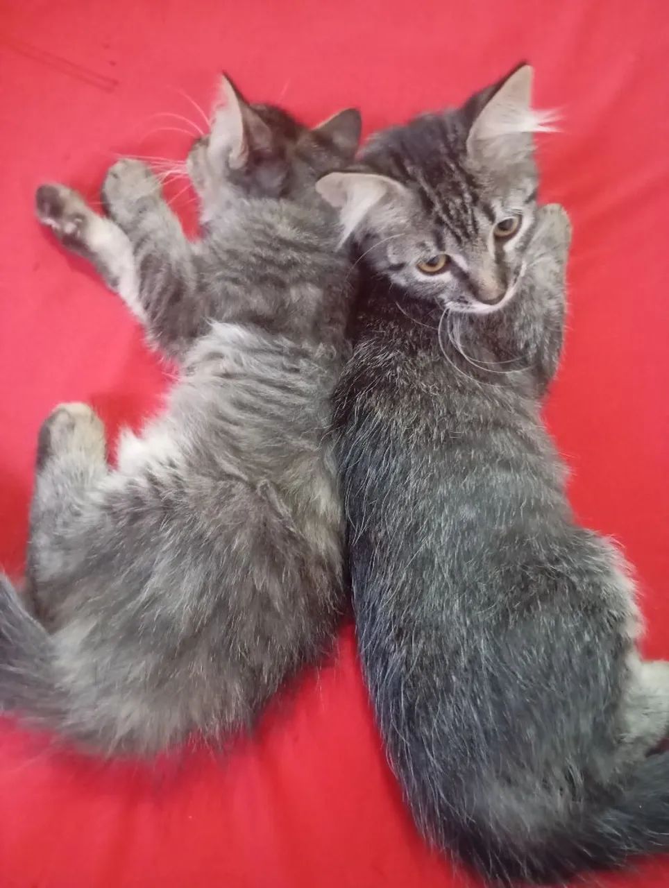 Doação dessas gatinhas mansa 3 meses  - Foto 4