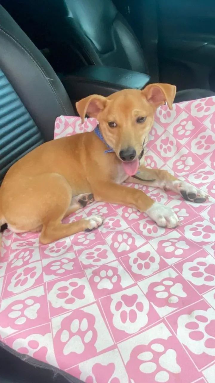 Cachorro aproximadamente 6 meses para adoção 