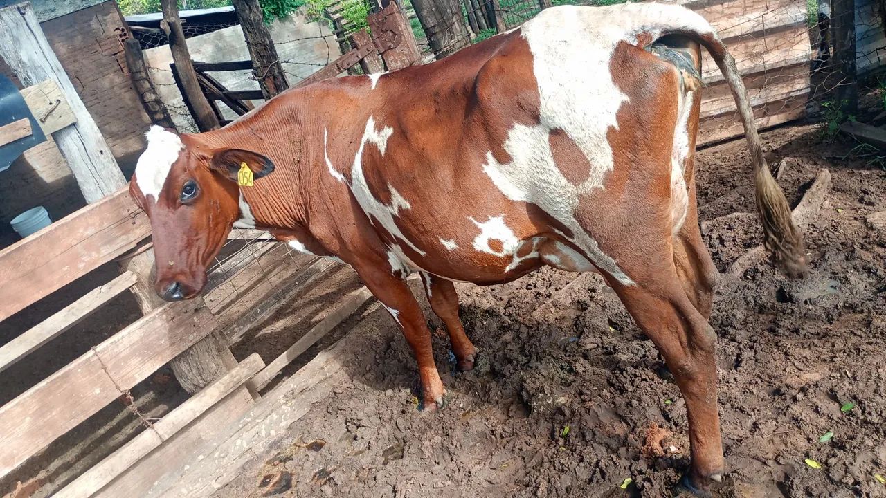 Vende se vacas de leite - Foto 2