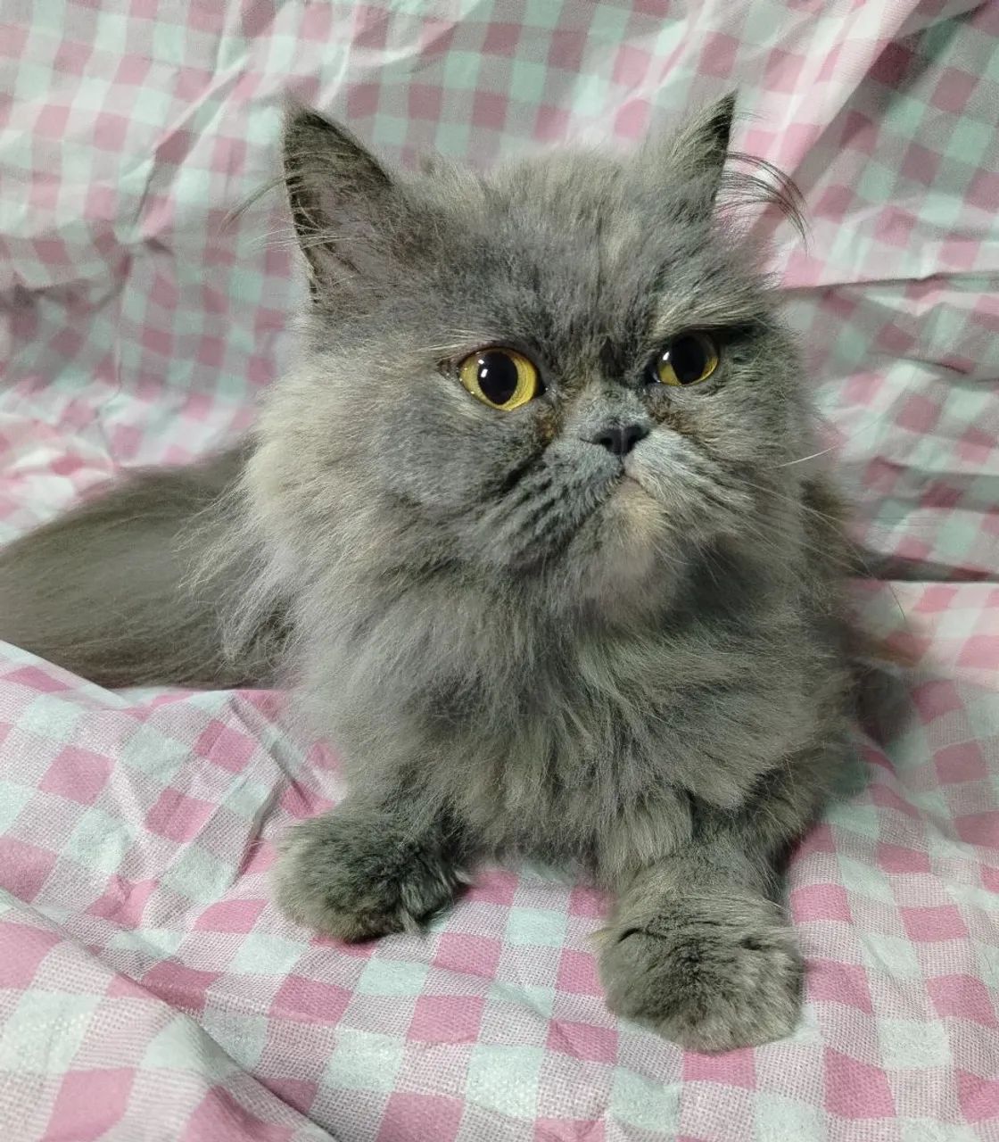 Gata persa - Foto 5