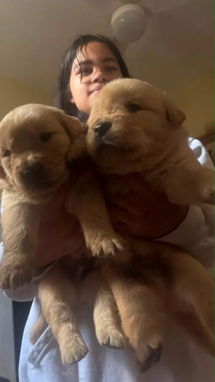 Golden douradinho 