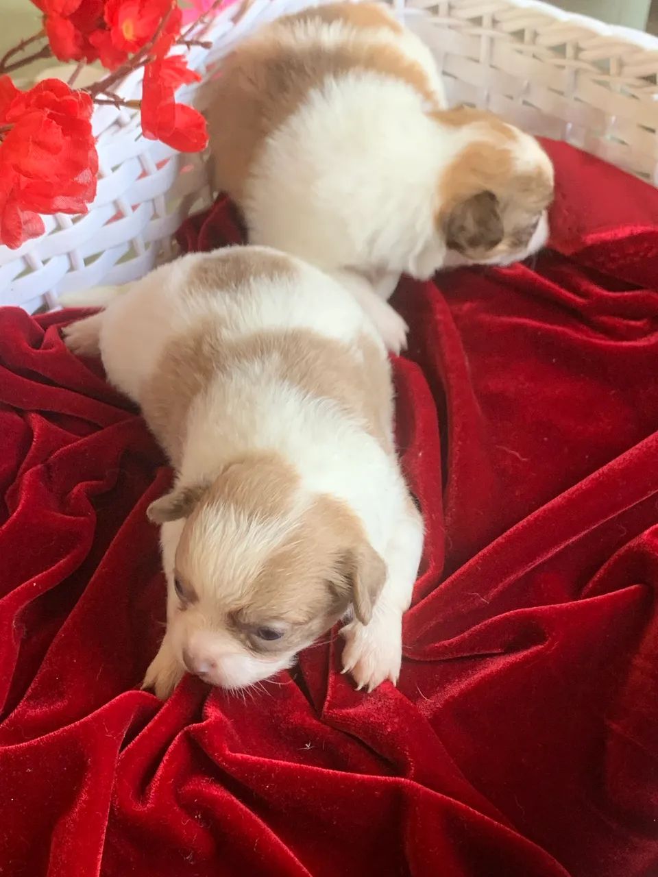 Chihuahua  - Foto 3