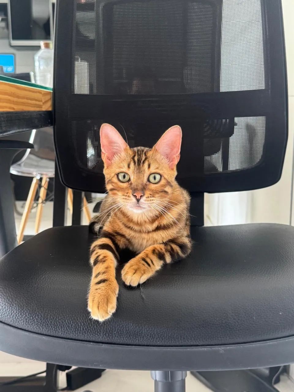Gato Bengal 2 anos Macho Puro | em 10 vezes sem juros - Foto 6