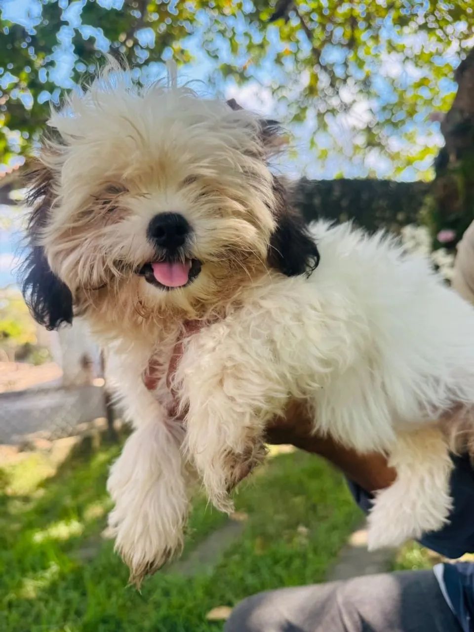 Promoção Lhasa Apso  - Foto 5