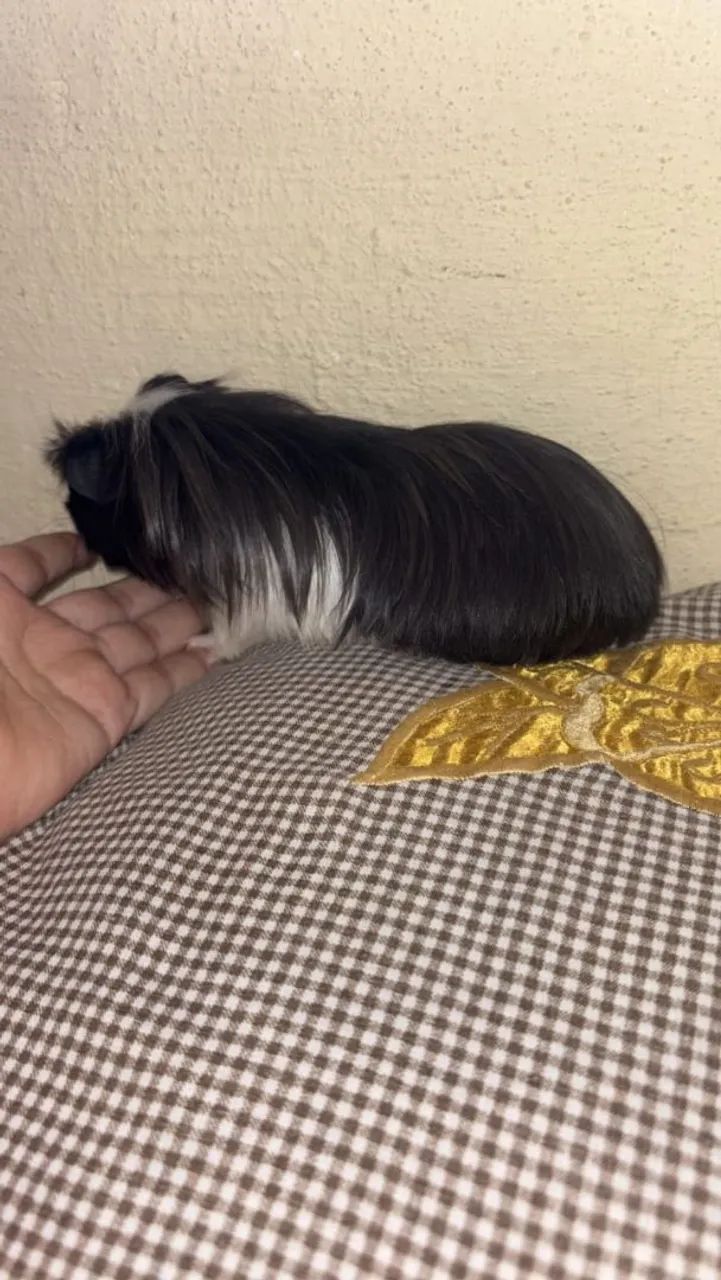 Porquinho da india sheltie e coronet  - Foto 3