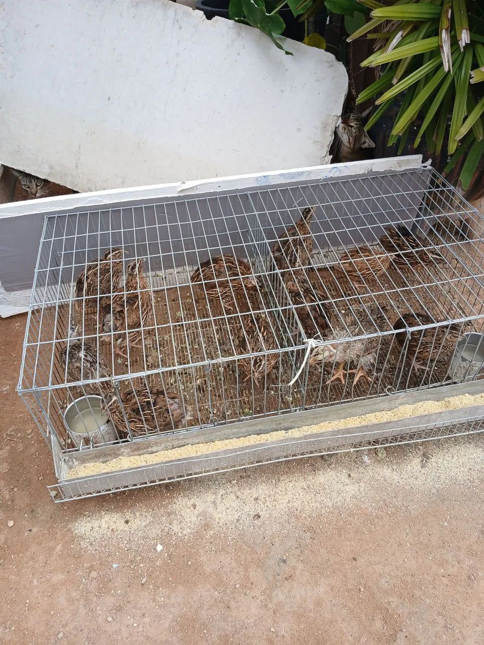 Vende se codorna. Com gaiola e tudo 