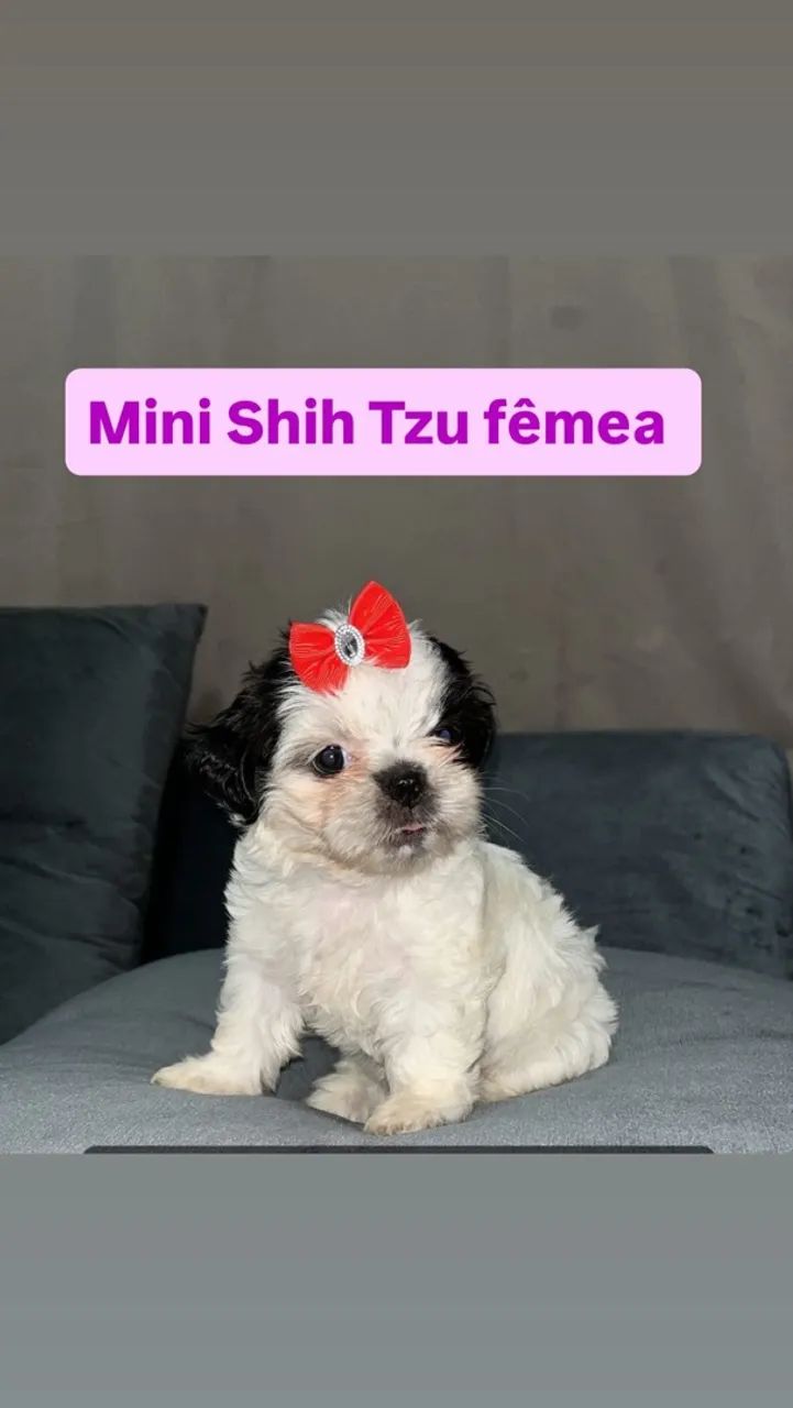 Cachorro
