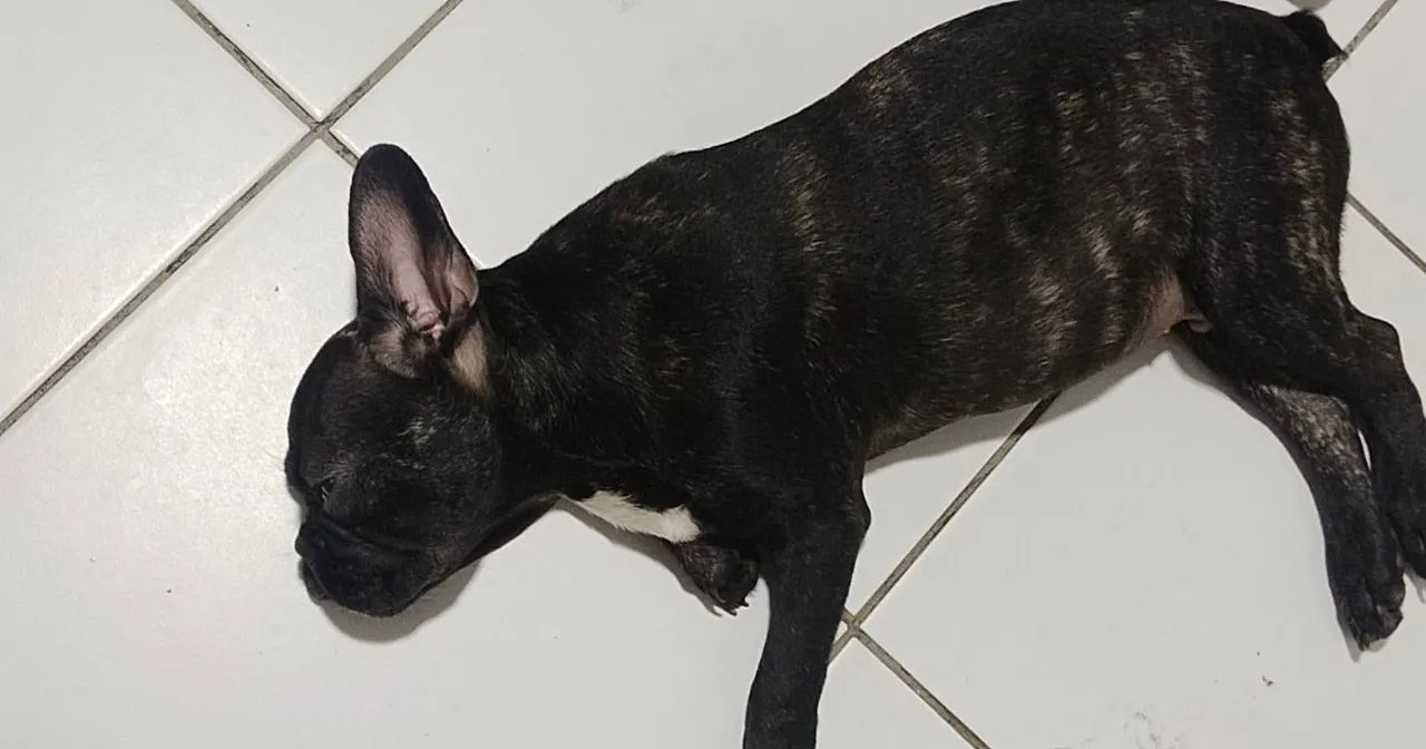 Buldogue francês  - Foto 2