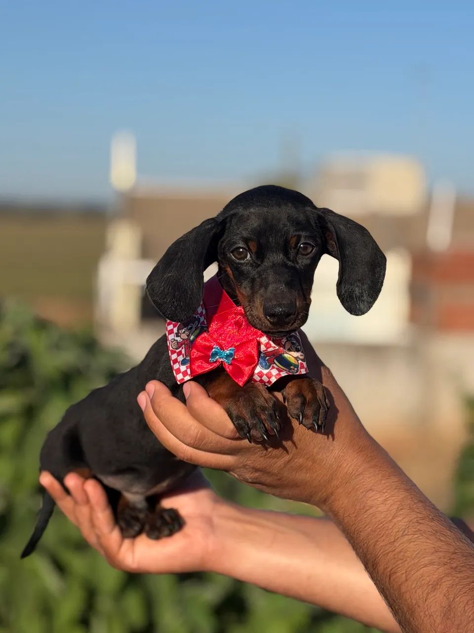 Daschund macho  - Foto 4
