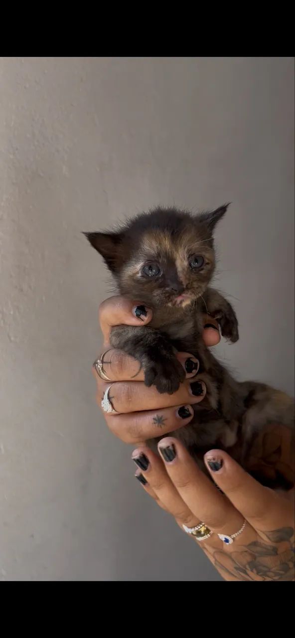 Gato