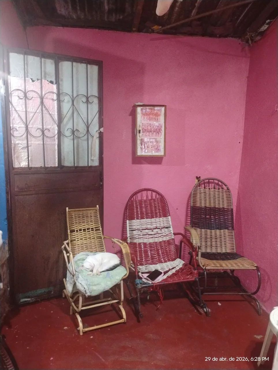 Foto - Manaus - Coroado