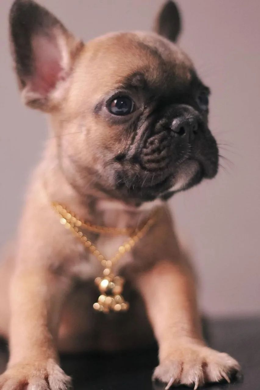 Bulldog francês  - Foto 3