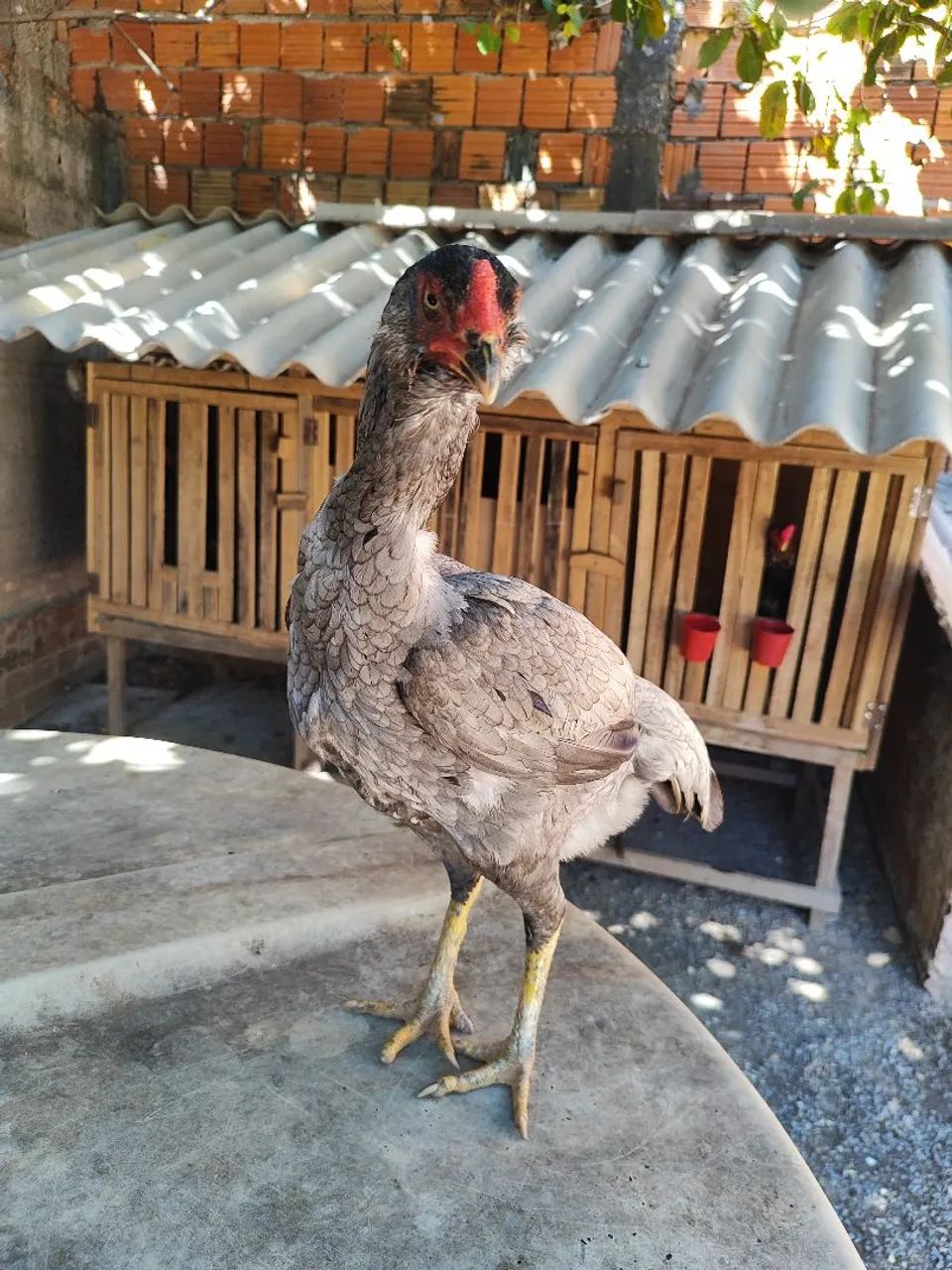 Vendo R$150  - Foto 3