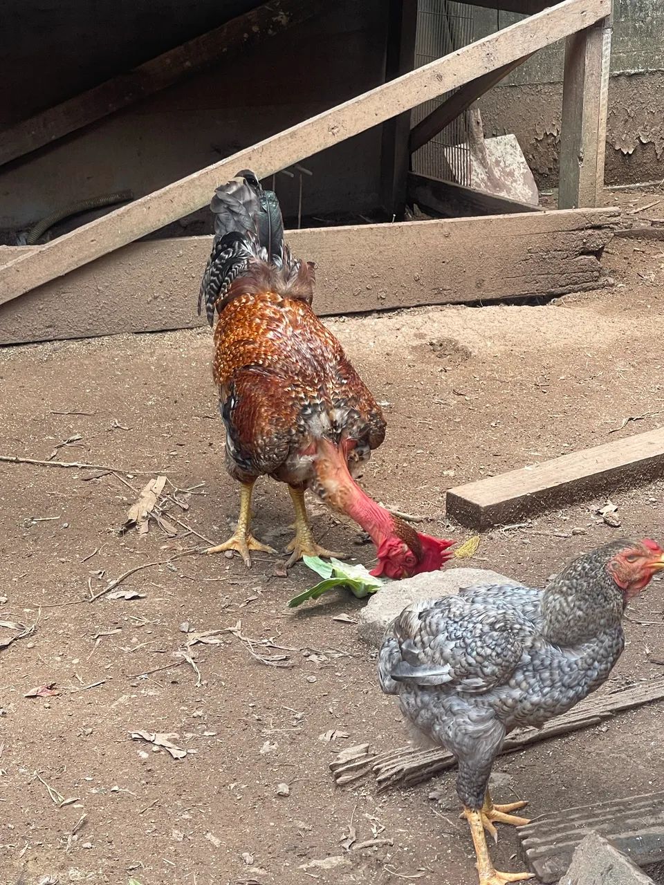 Galo Caipira Gigante  - Foto 3