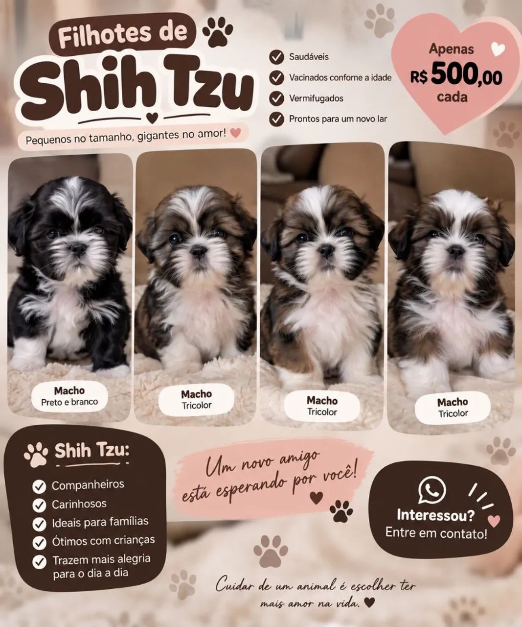 Shih Tzu machos