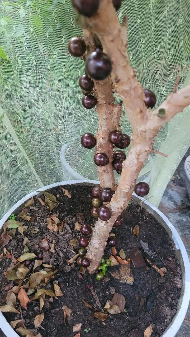 Pe de Jabuticaba  - Foto 2