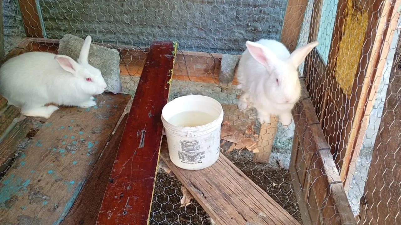 Coelhos - Foto 3