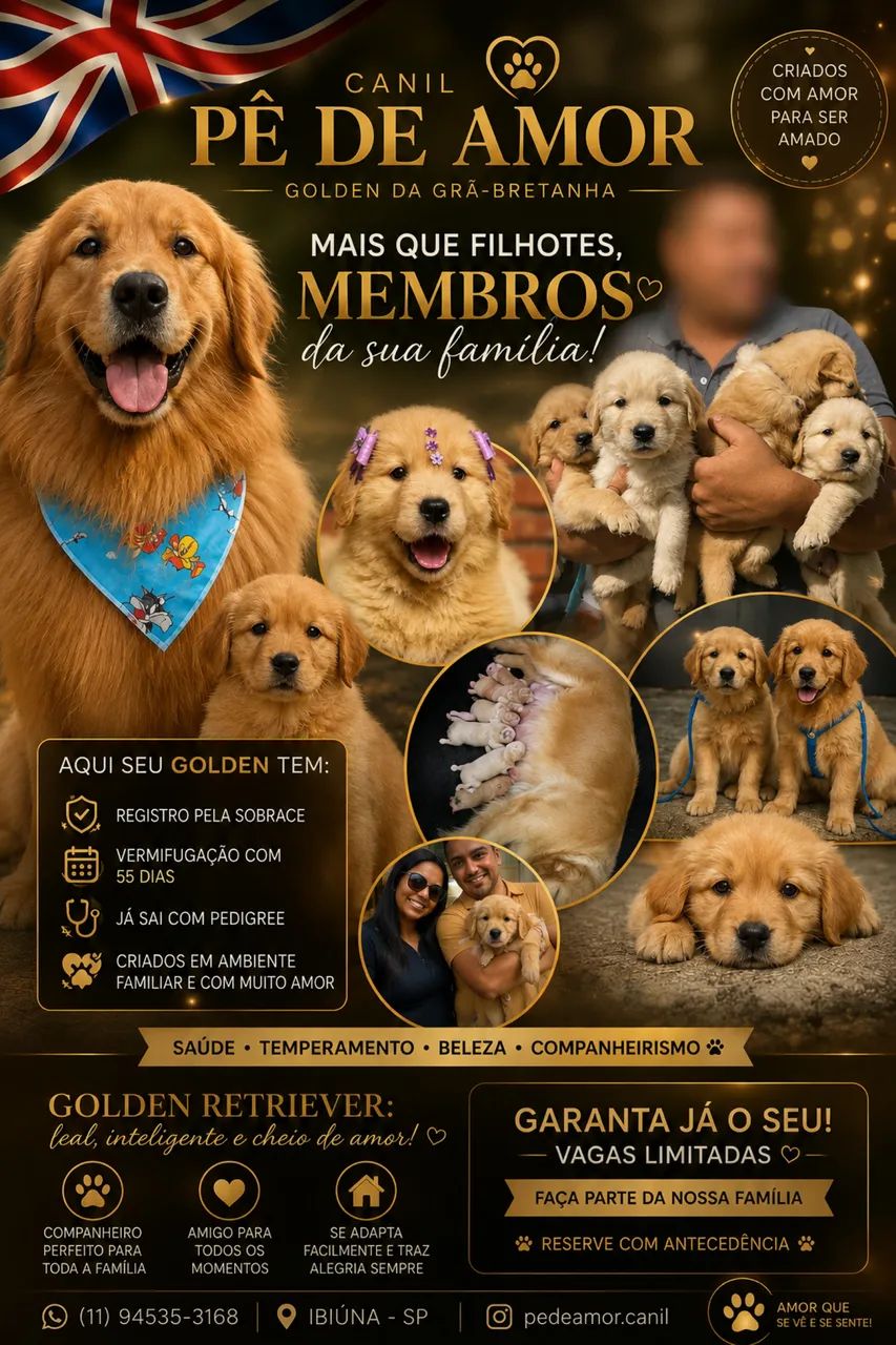 Filhotes de Golden retriever  - Foto 2
