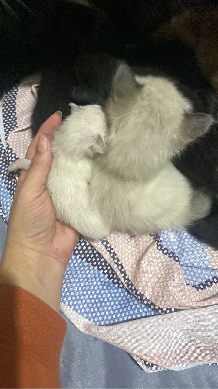 Doação de gatos - Foto 3