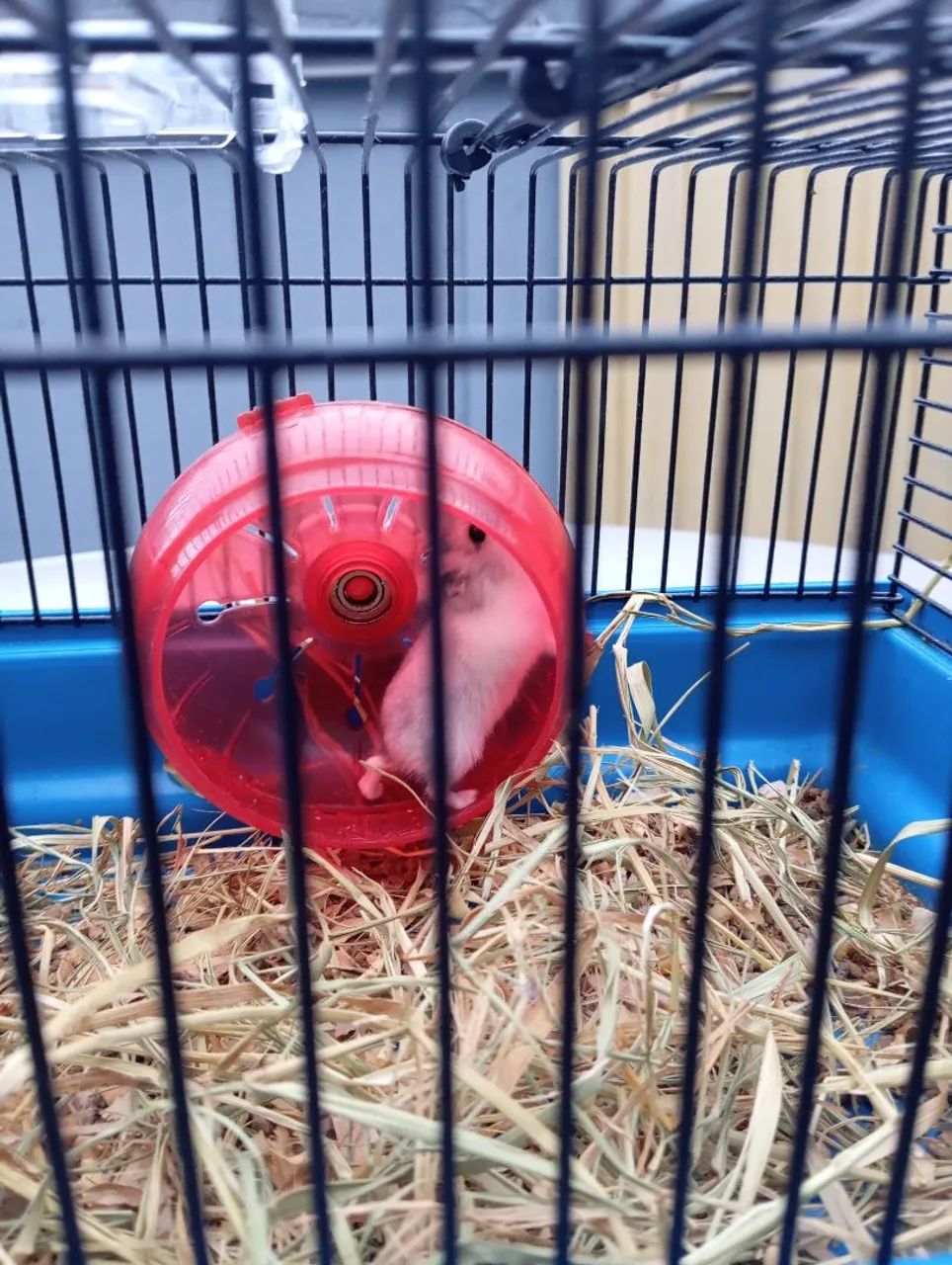 Hamster c/ gaiola - Foto 4