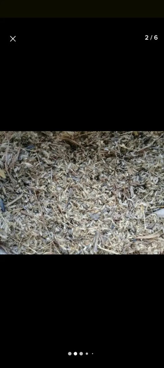 Capim Andropgon  - Foto 2