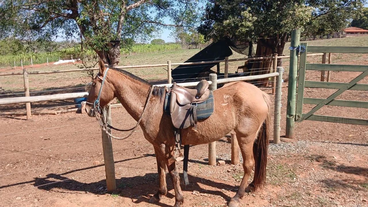 ÉGUA  - Foto 4