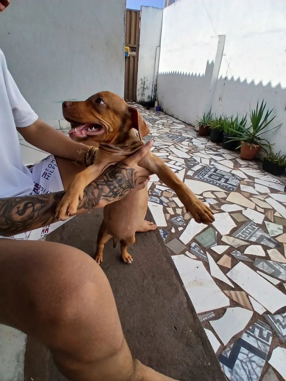 Filhote pitbull  - Foto 4