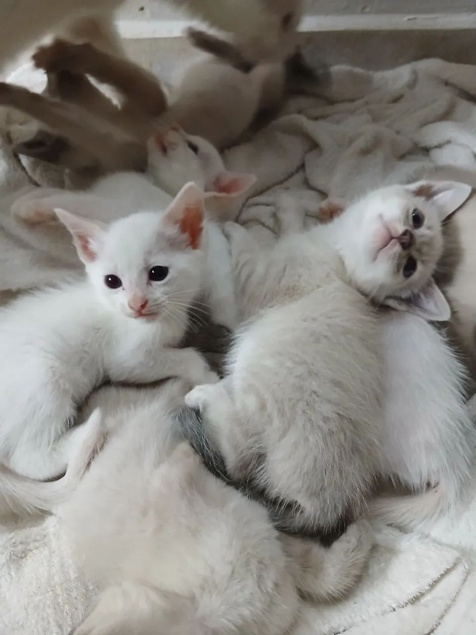 Gatos - Foto 3