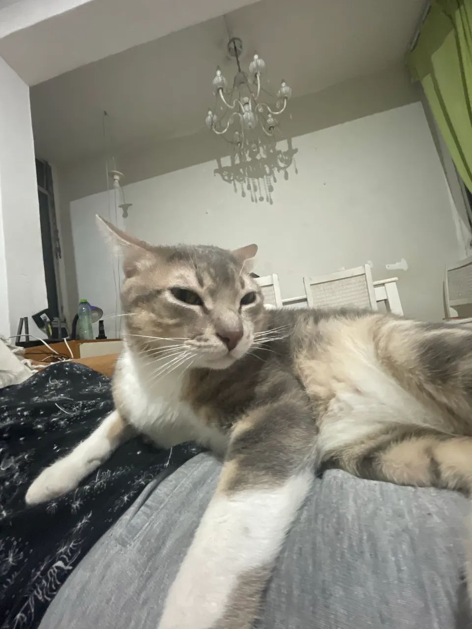 Doa se gato doméstico  - Foto 6