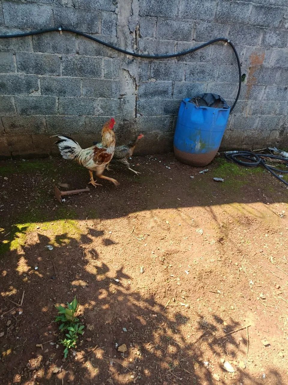 Galo índio  - Foto 2