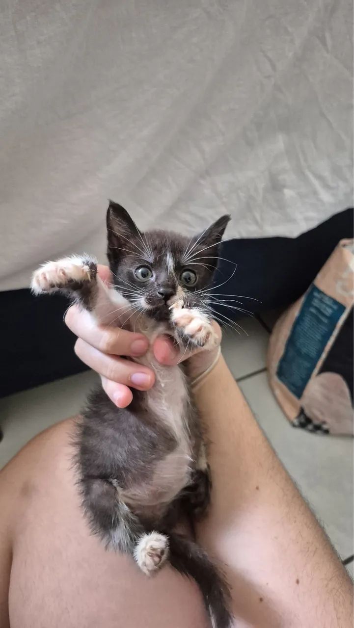 ADOTE UM GATO - Gatas para adoção  - Foto 3
