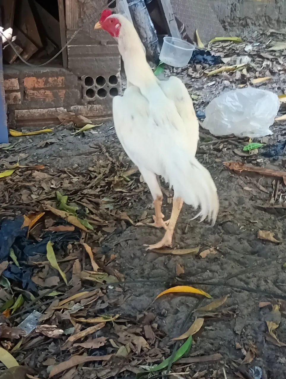 Vendo frango carioca puro 