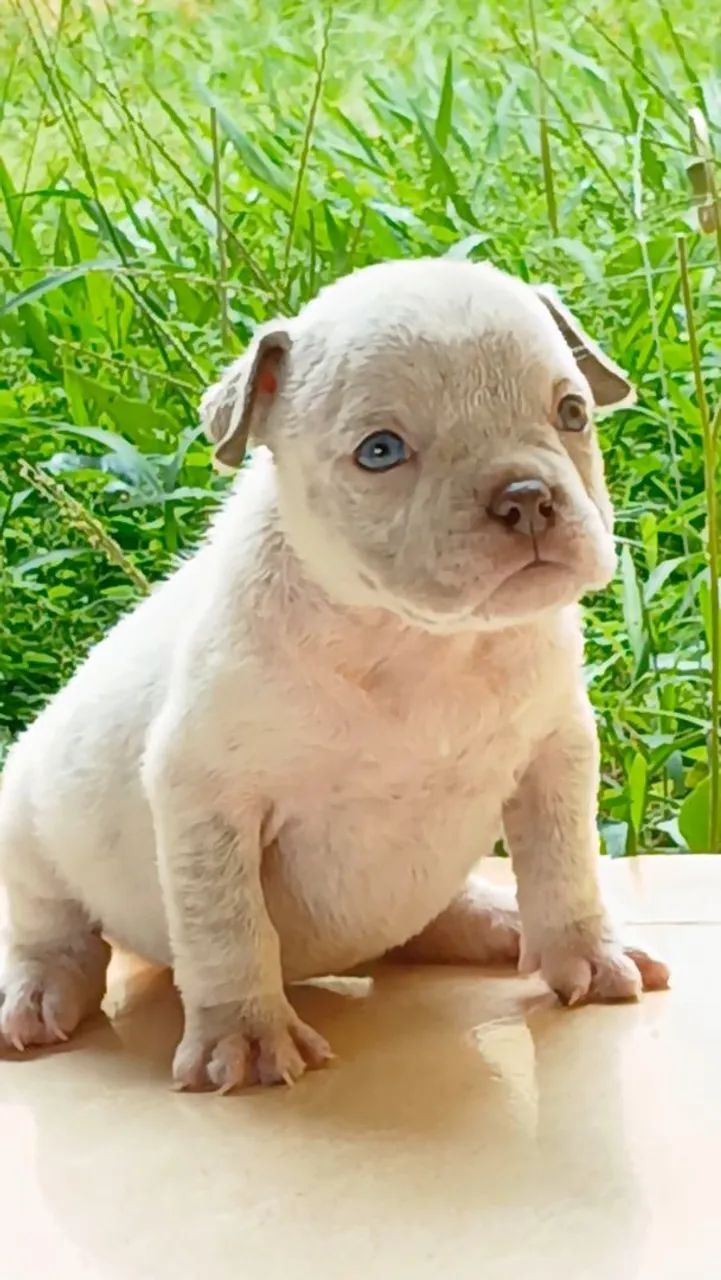 Fêmea American Bully  - Foto 3