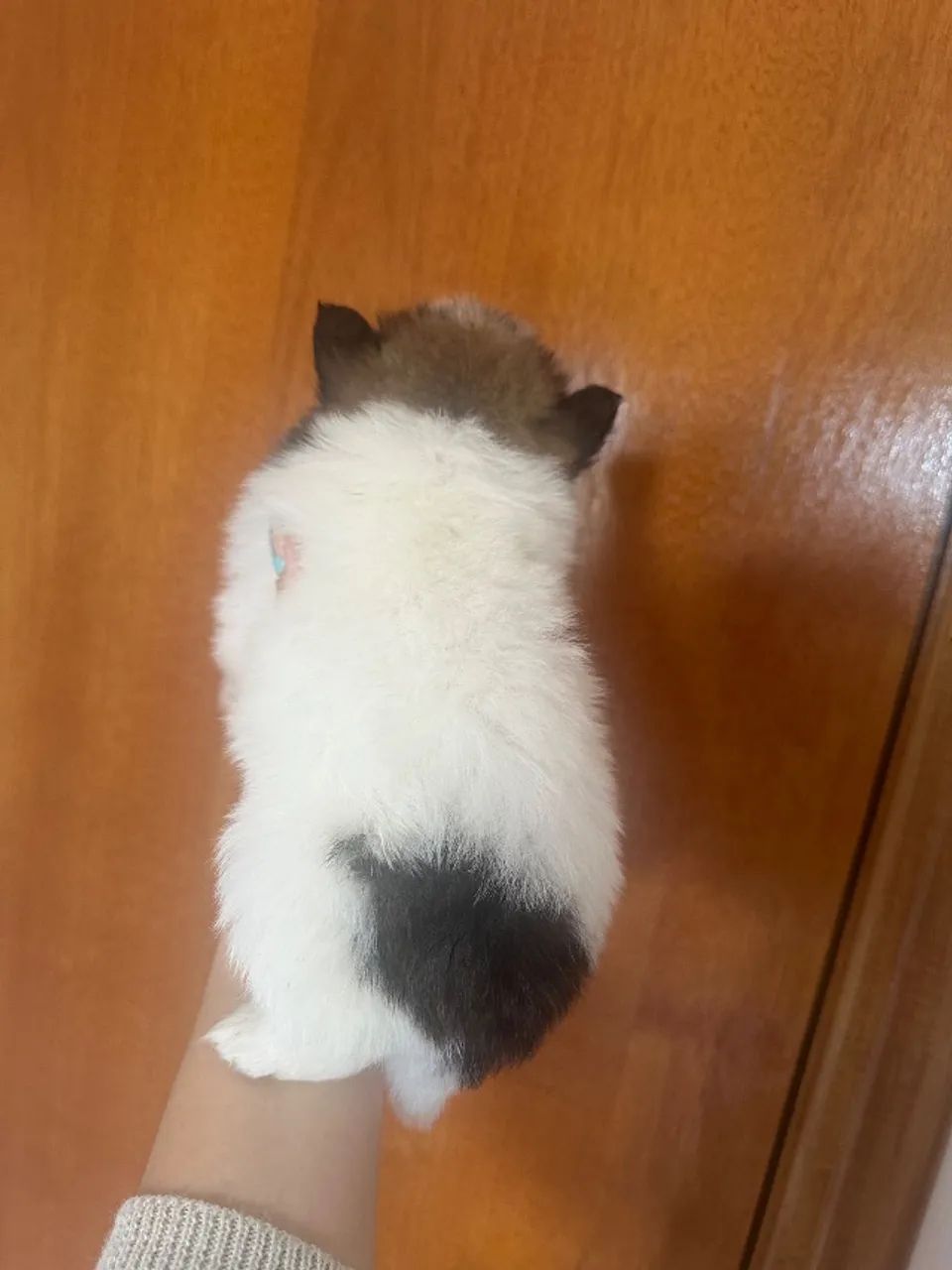 Spitz alemão mini  - Foto 3