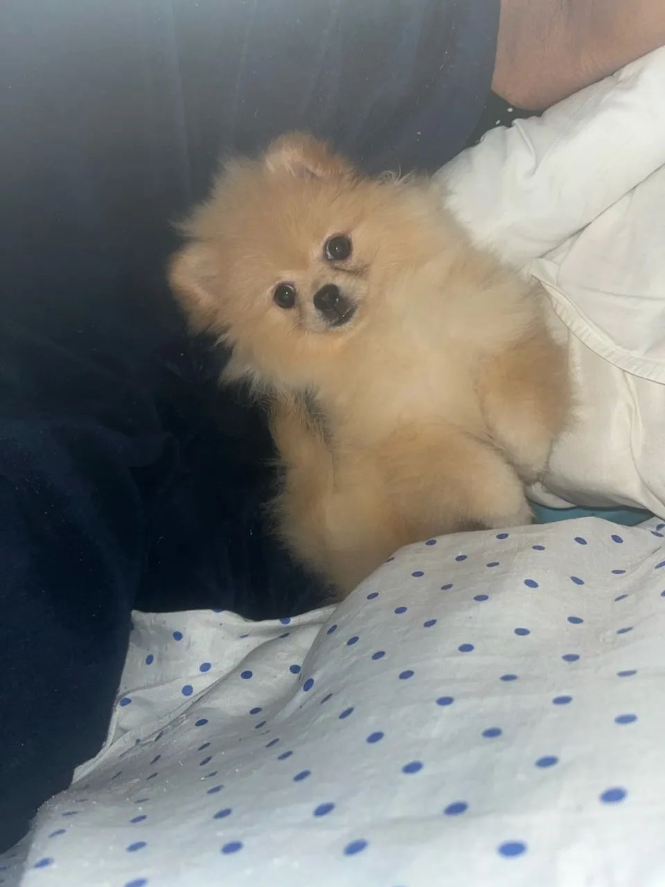 Spitz Alemão  - Foto 4
