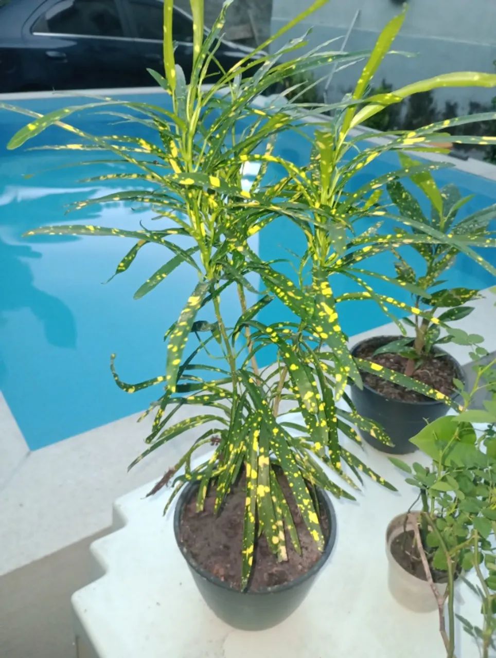 Plantas - Foto 2