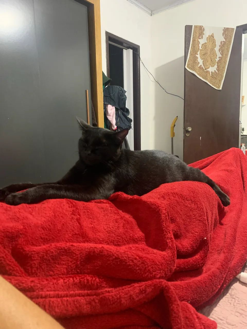 Adoção de gata castrada  - Foto 3