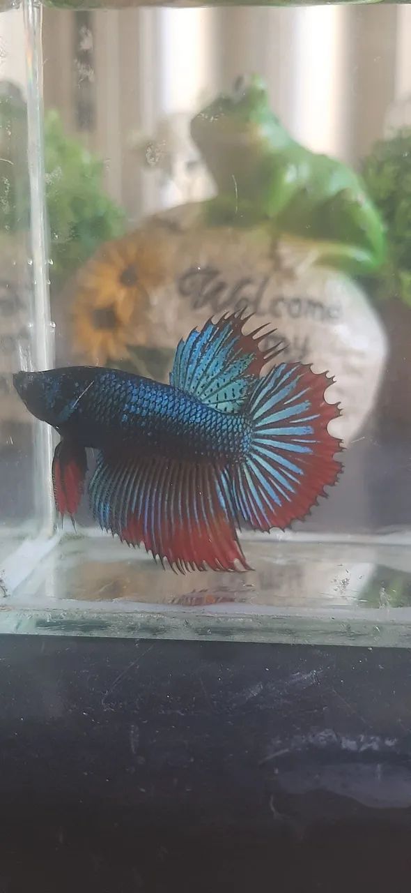 Betta blendens long tail...