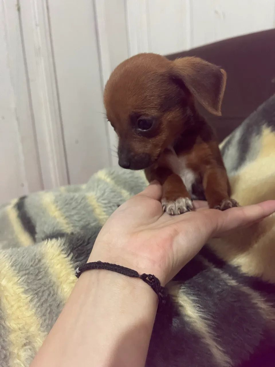 Pinscher fêmea 