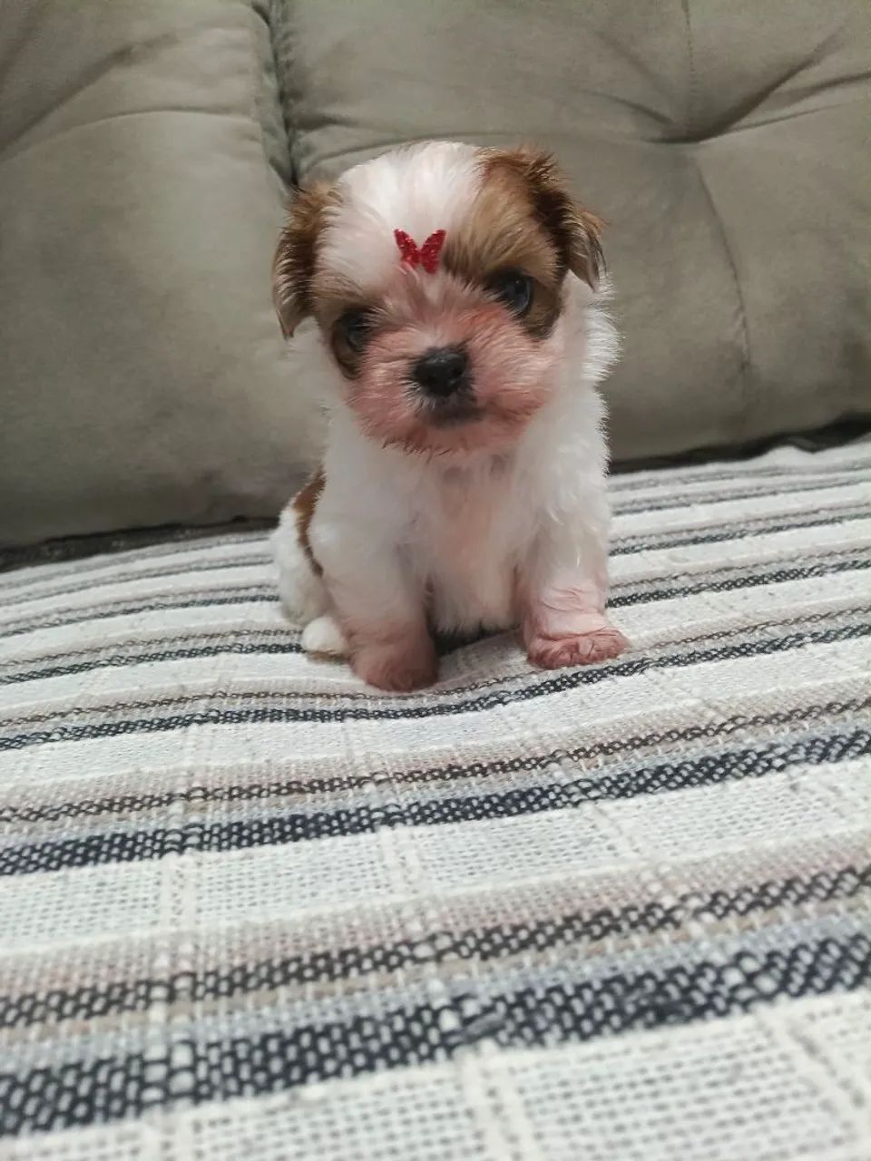 Shih Tuz - Foto 4