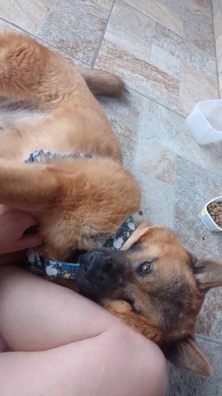 Chow Chow  - Foto 2